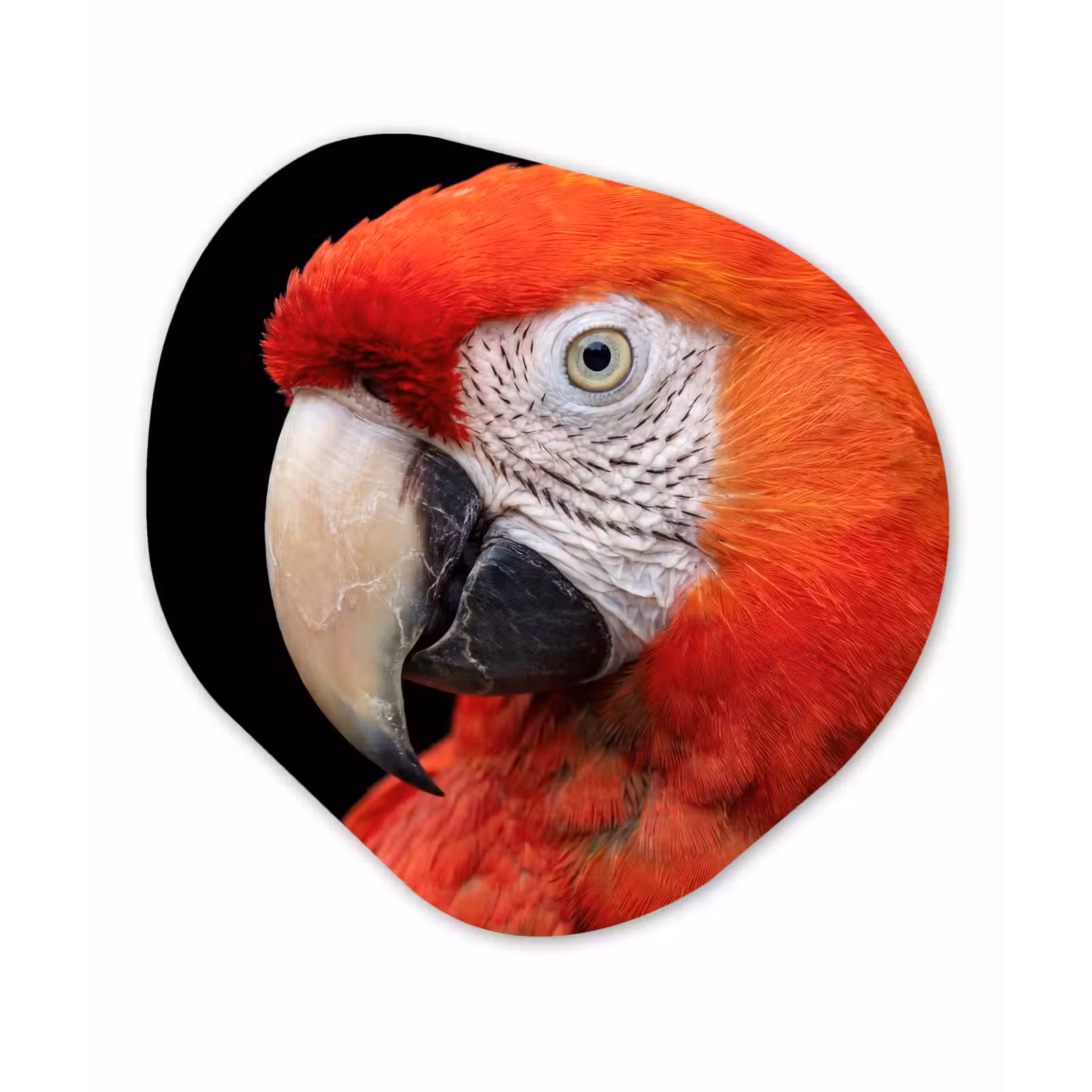 Organisch schilderij - Forex - Ara - Portret - Rood — 1