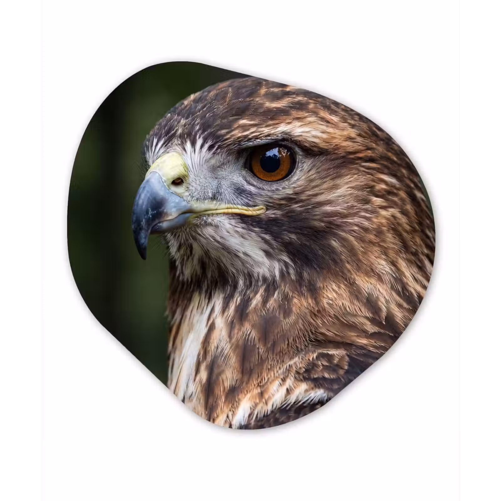 Organisch schilderij - Forex - Buizerd - Roofvogel - Natuur - Bruin — 1