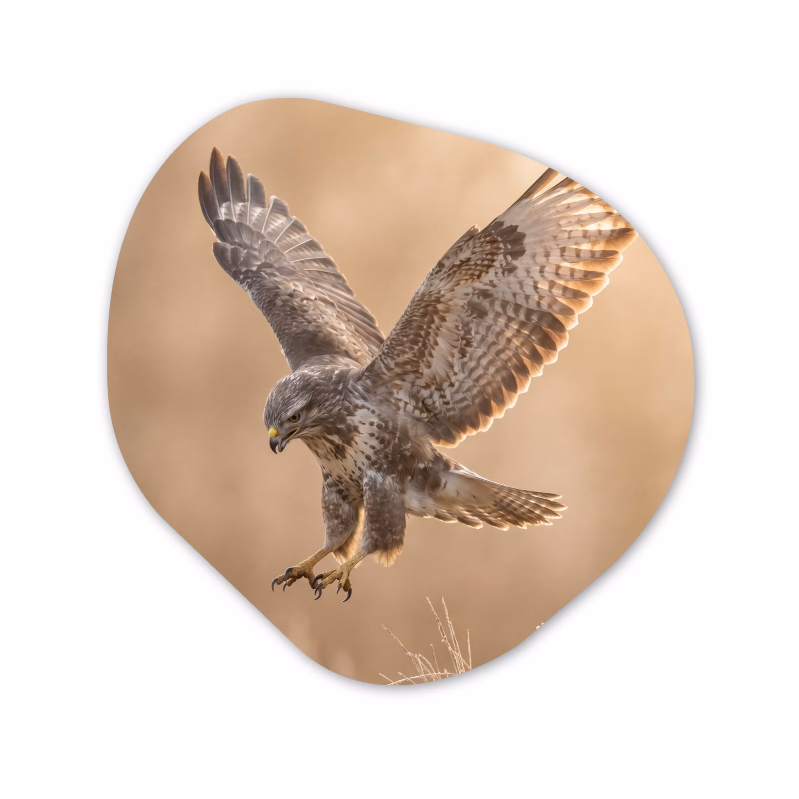 Organisch schilderij - Forex - Buizerd - Roofvogel - Natuur - Bruin — 1