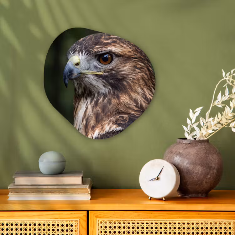 Organisch schilderij - Forex - Buizerd - Roofvogel - Natuur - Bruin — 2
