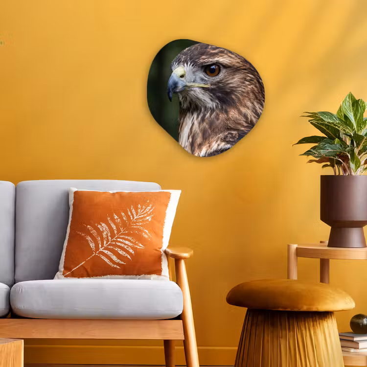 Organisch schilderij - Forex - Buizerd - Roofvogel - Natuur - Bruin — 3