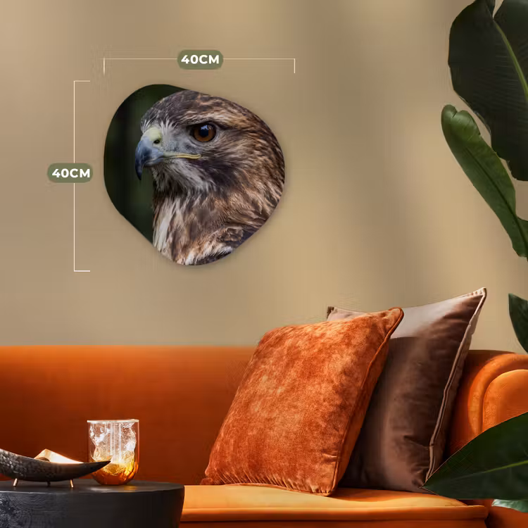 Organisch schilderij - Forex - Buizerd - Roofvogel - Natuur - Bruin — 4