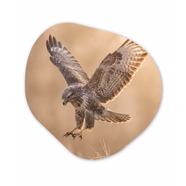 Organisch schilderij - Forex - Buizerd - Roofvogel - Natuur - Bruin — 1