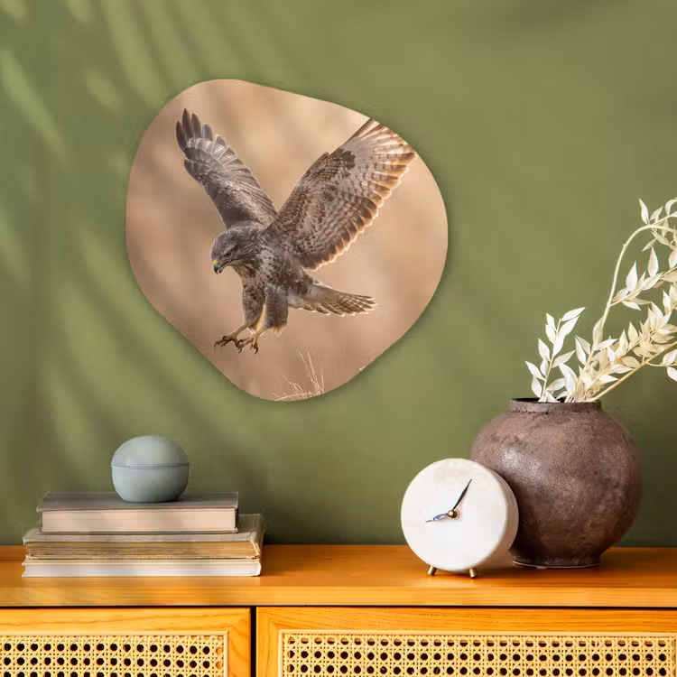 Organisch schilderij - Forex - Buizerd - Roofvogel - Natuur - Bruin — 2