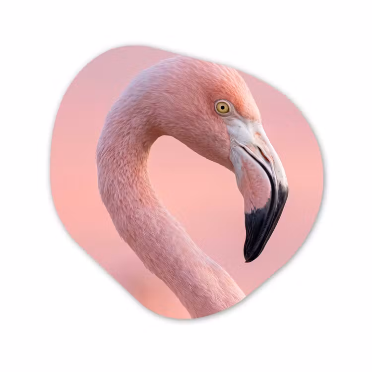 Organisch schilderij - Forex - Flamingo - Portret - Roze — 1