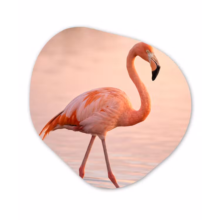 Organisch schilderij - Forex - Flamingo - Water - Roze — 1