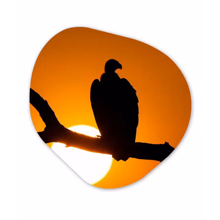 Organisch schilderij - Forex - Gier - Tak - Zon - Oranje — 1
