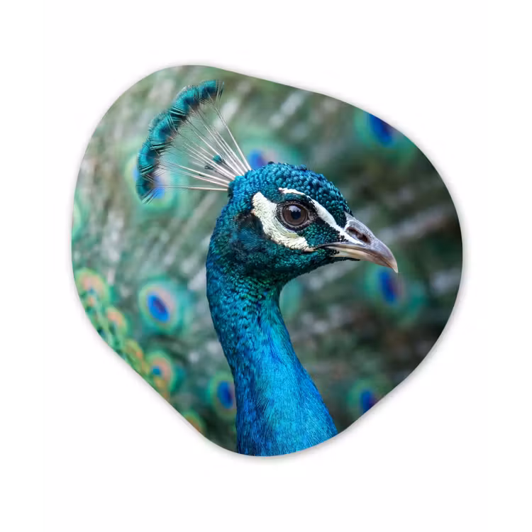 Organisch schilderij - Forex - Pauw - Veren - Blauw — 1