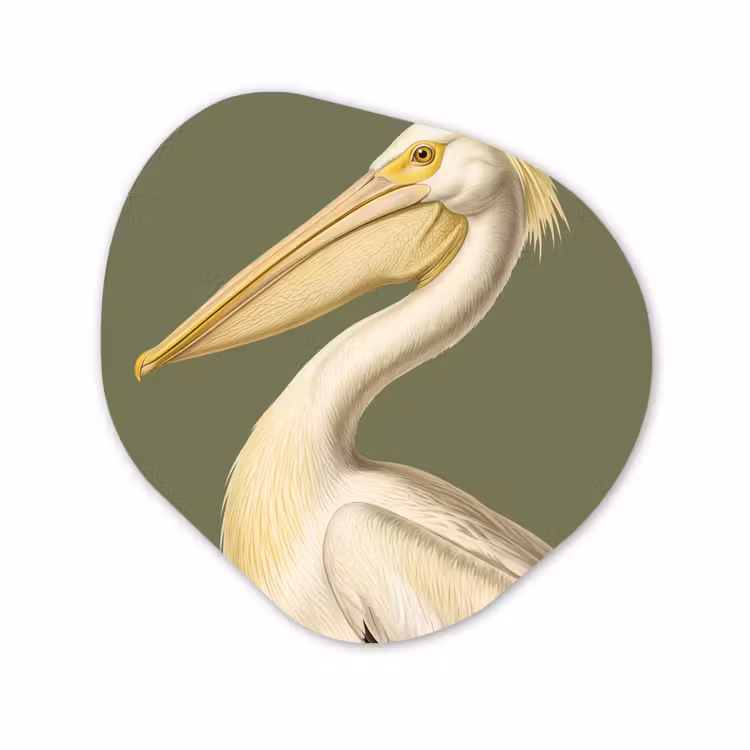 Organisch schilderij - Forex - Pelikaan - Wit - Vogel - Klassiek - Natuur — 1