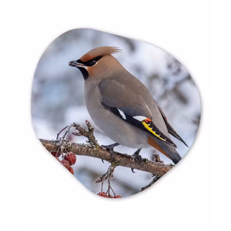Organisch schilderij - Forex - Pestvogel - Bessen - Winter - Natuur — 1