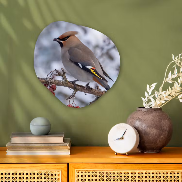 Organisch schilderij - Forex - Pestvogel - Bessen - Winter - Natuur — 2