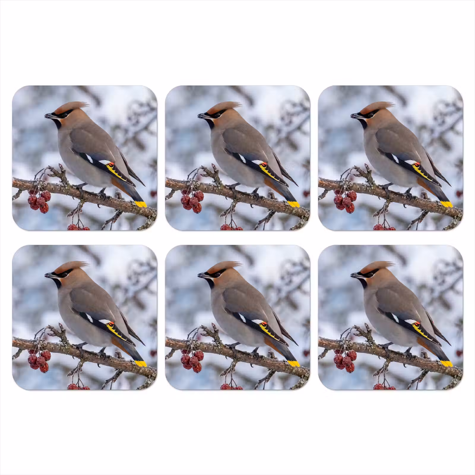 Onderzetter - Pestvogel - Bessen - Winter - Natuur — 1