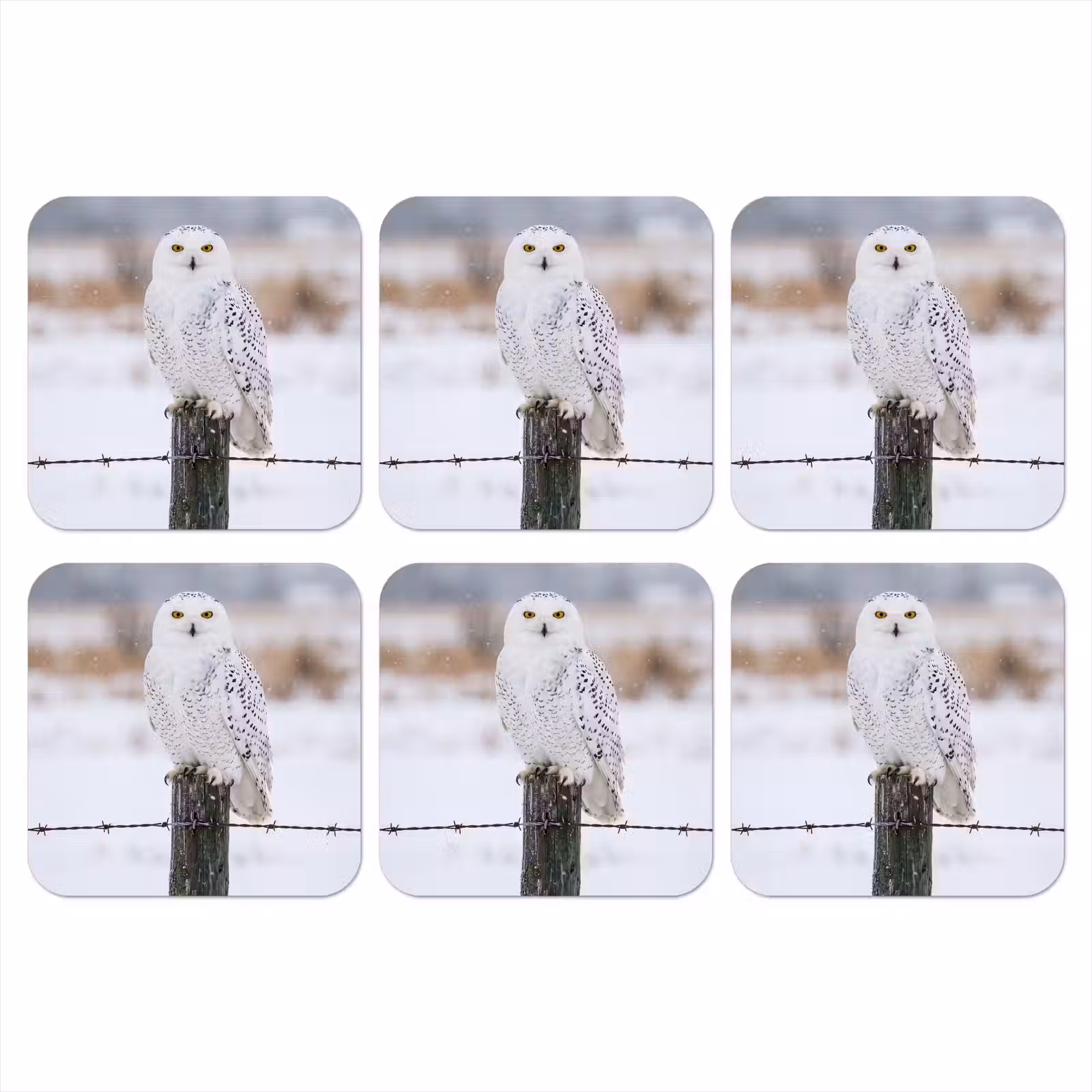 Onderzetter - Sneeuwuil - Hek - Sneeuw - Wit — 1