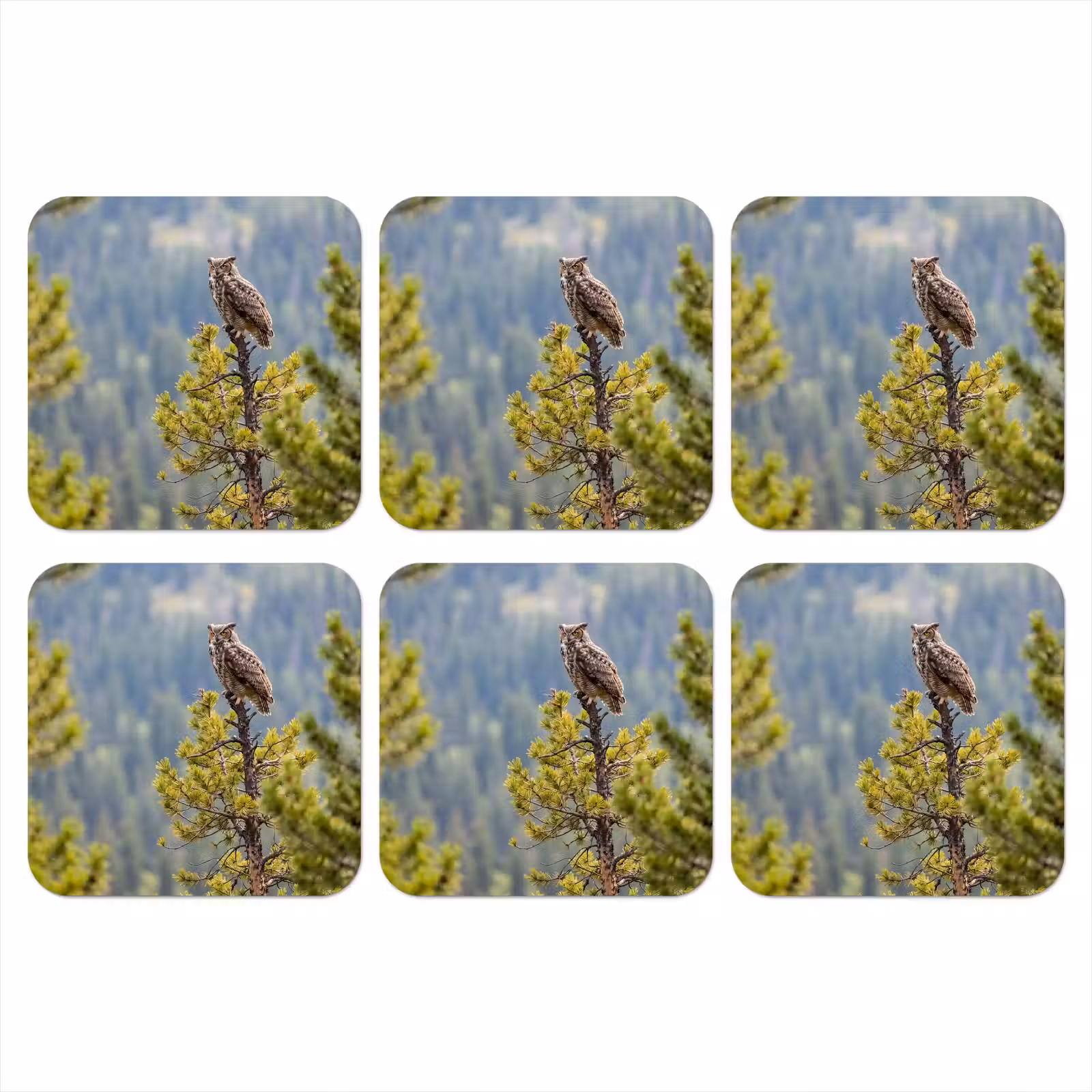 Onderzetter - Uil - Oehoe - Bomen - Natuur — 1
