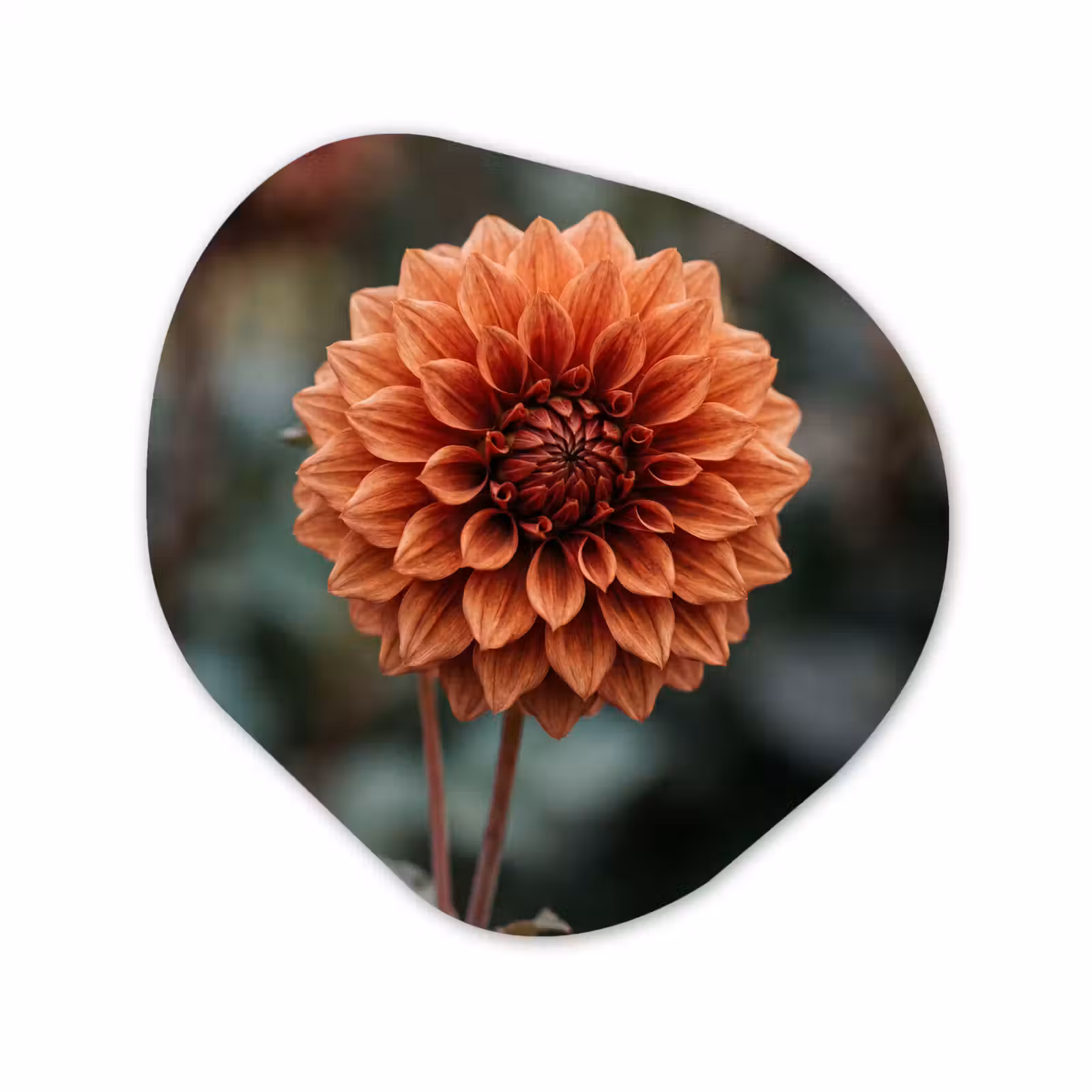 Organisch schilderij - Forex - Dahlia - Bloem - Natuur - Sfeervol — 1