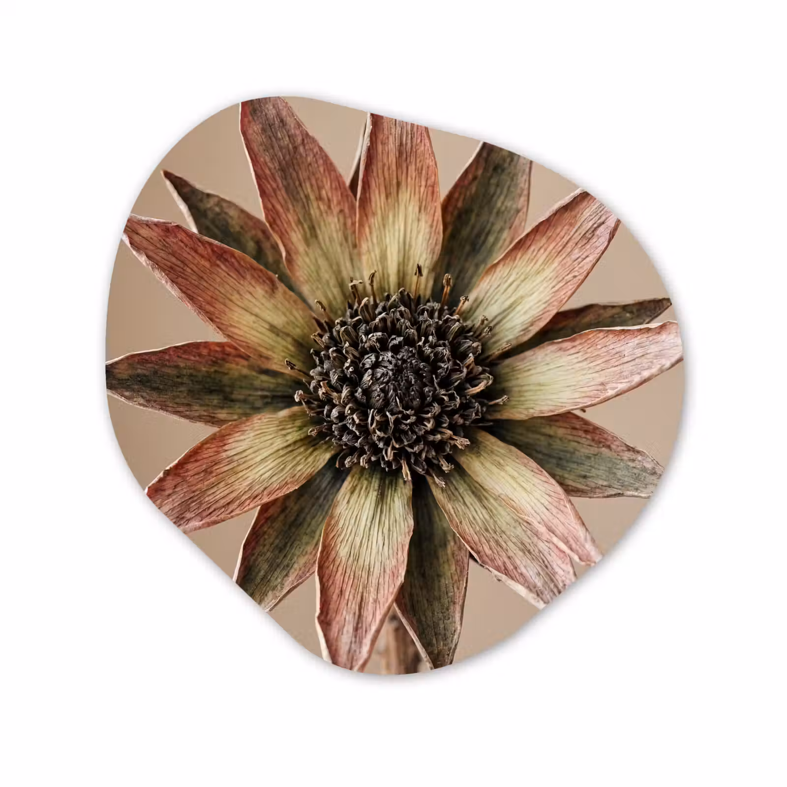 Organisch schilderij - Forex - Droogbloem - Protea - Vintage - Beige - Rustiek — 1