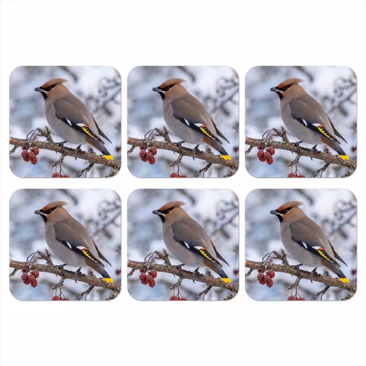 Onderzetter - Pestvogel - Bessen - Winter - Natuur — 1