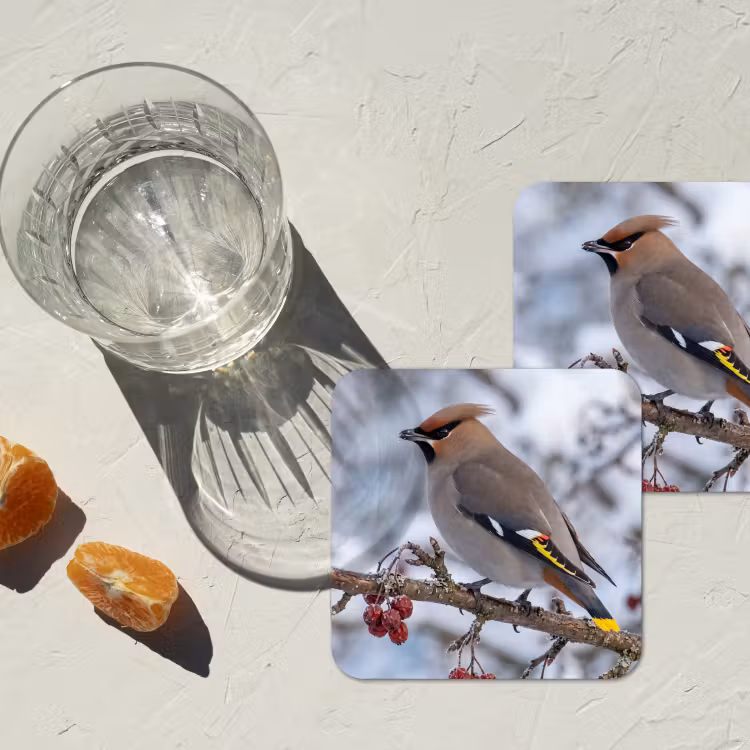 Onderzetter - Pestvogel - Bessen - Winter - Natuur — 3
