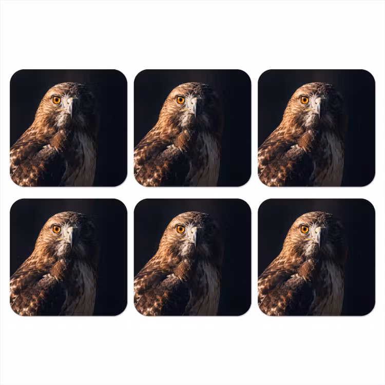 Onderzetter - Roofvogel - Buizerd - Bruin — 1