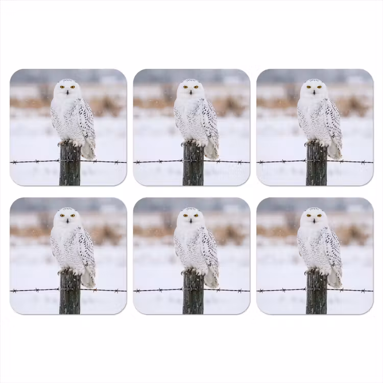 Onderzetter - Sneeuwuil - Hek - Sneeuw - Wit — 1