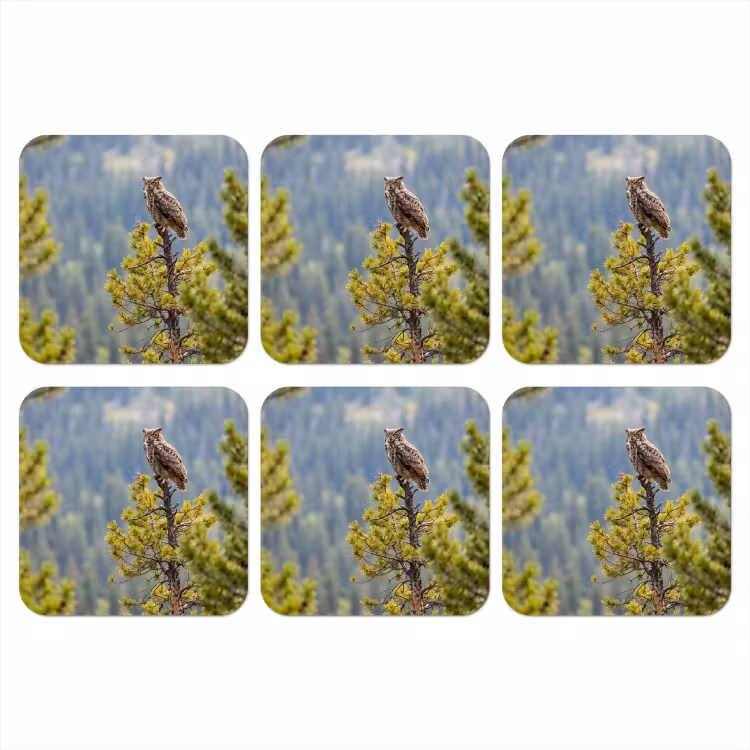Onderzetter - Uil - Oehoe - Bomen - Natuur — 1