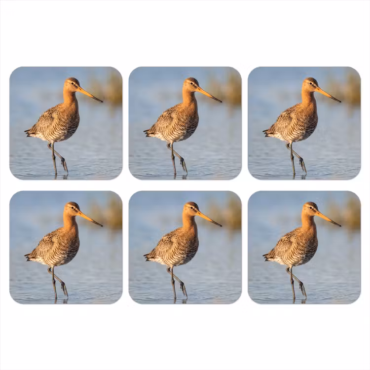Onderzetter - Vogel - Steltloper - Water - Natuur — 1