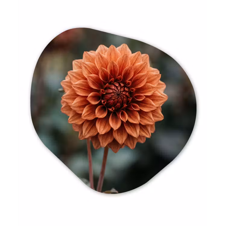 Organisch schilderij - Forex - Dahlia - Bloem - Natuur - Sfeervol — 1