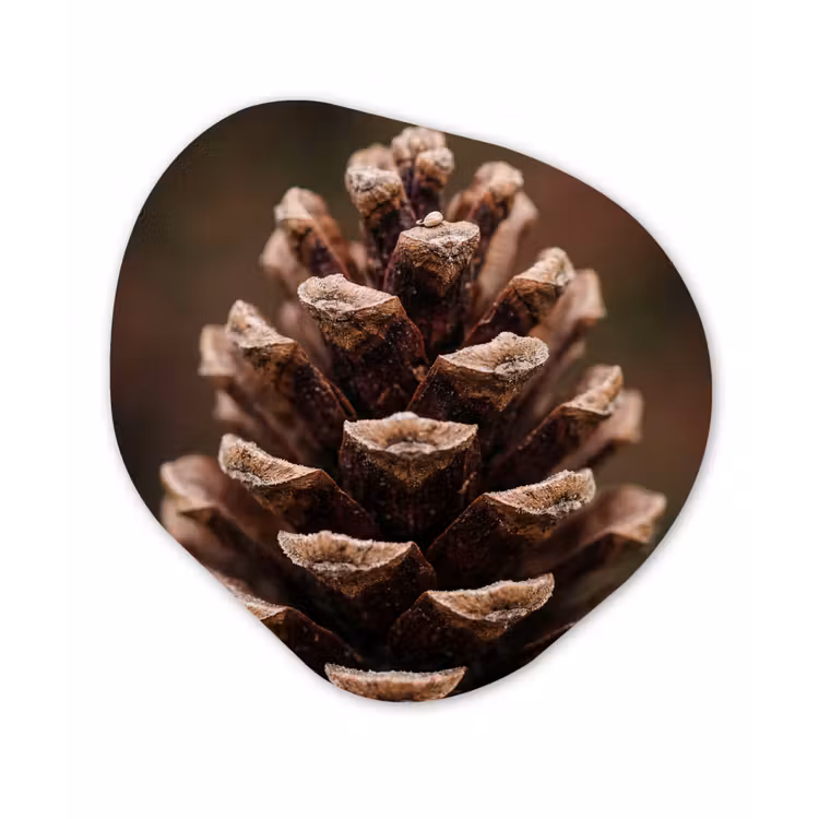 Organisch schilderij - Forex - Dennenappel - Bos - Herfst - Bruin - Sfeervol — 1