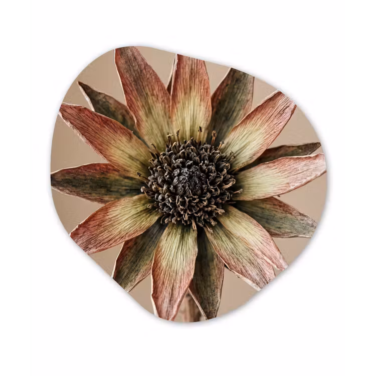 Organisch schilderij - Forex - Droogbloem - Protea - Vintage - Beige - Rustiek — 1