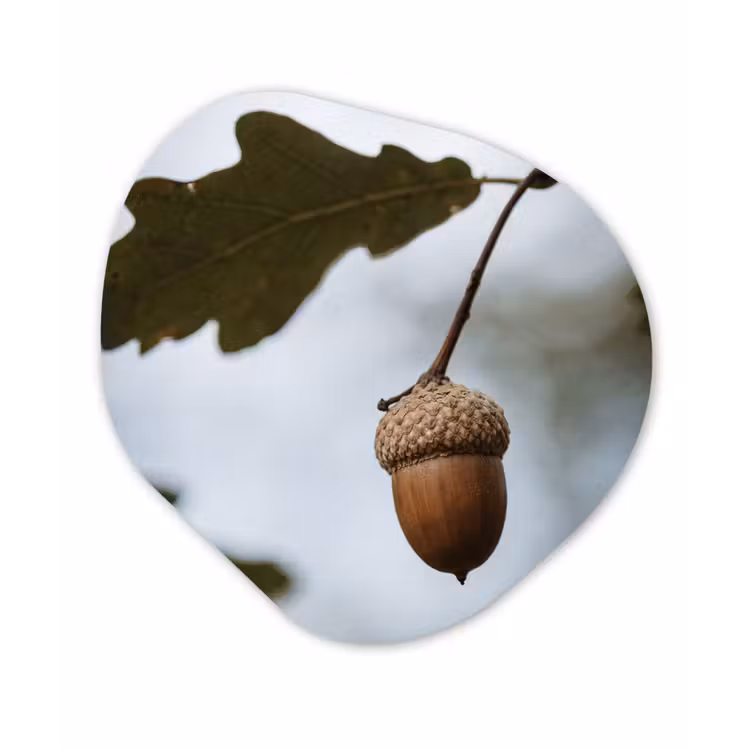 Organisch schilderij - Forex - Eikel - Eikenblad - Bos - Herfst - Natuur — 1