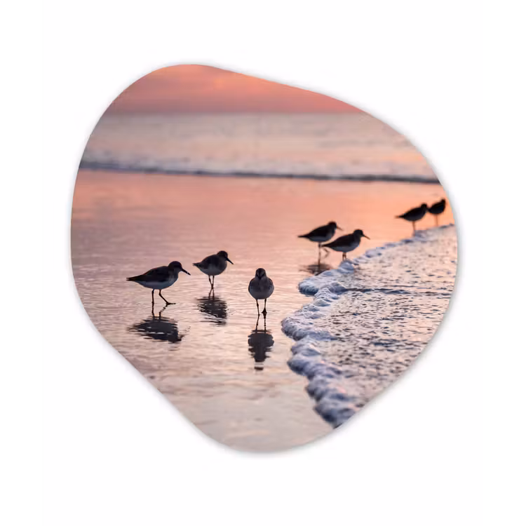 Organisch schilderij - Forex - Meeuwen - Strand - Zee - Roze — 1