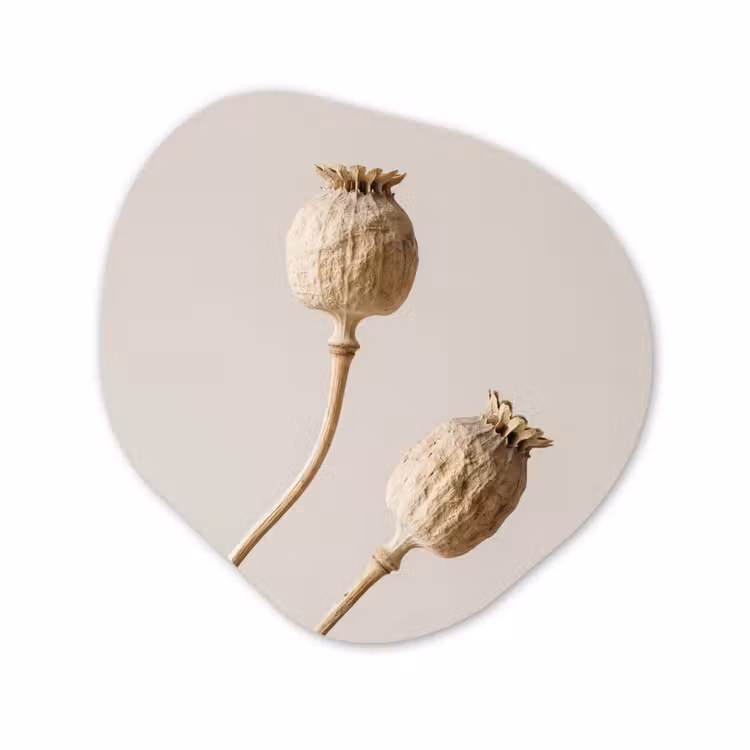 Organisch schilderij - Forex - Papaverbollen - Droogbloemen - Minimalistisch - Beige - Rustig — 1