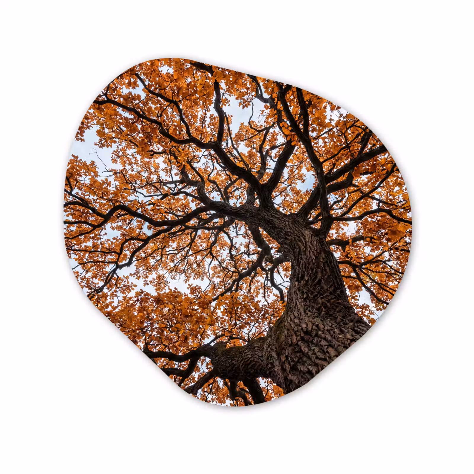 Organisch schilderij - Forex - Boom - Bladerdak - Herfst - Oranje - Sfeervol — 1