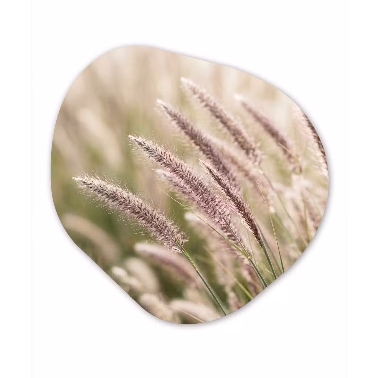 Organisch schilderij - Forex - Gras - Close up - Groen — 1