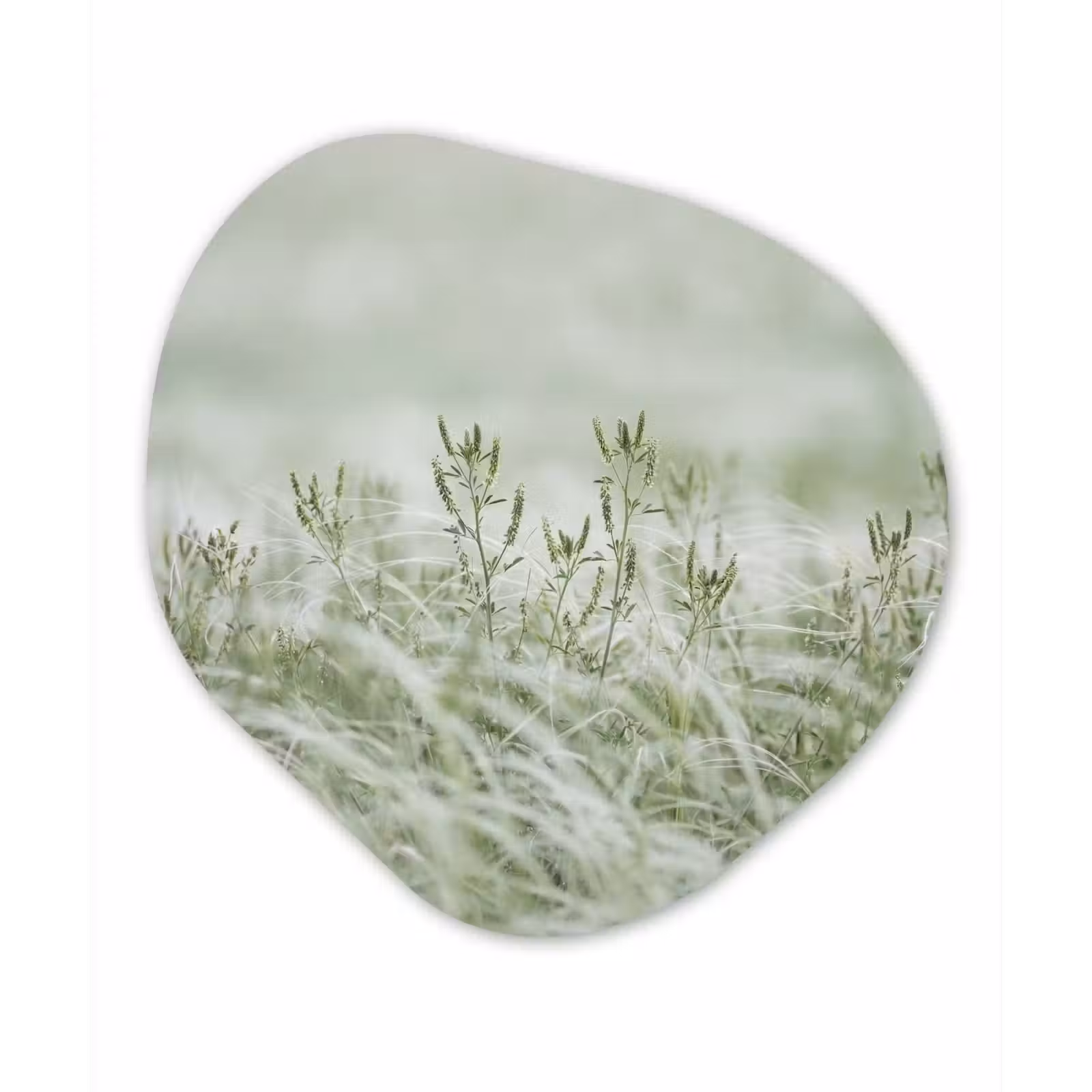 Organisch schilderij - Forex - Grassen - Minimalistisch - Groen — 1