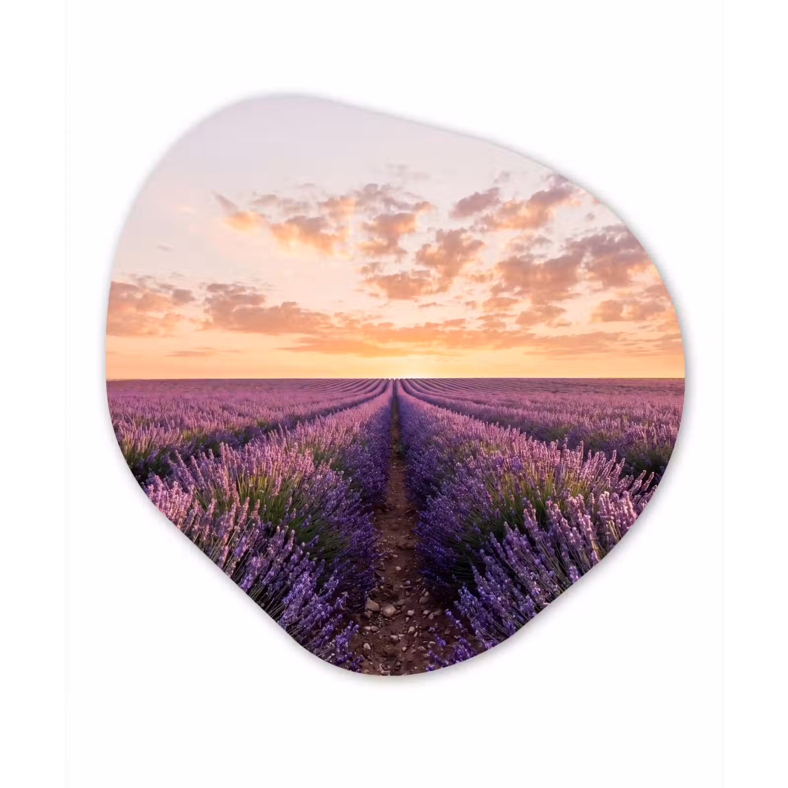 Organisch schilderij - Forex - Landschap - Lavendelveld - Paars — 1
