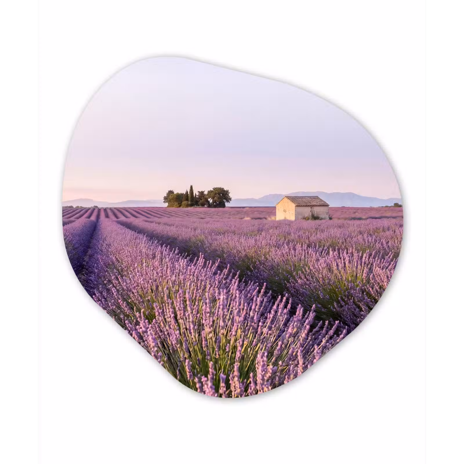 Organisch schilderij - Forex - Lavendel - Landschap - Sereen - Paars — 1