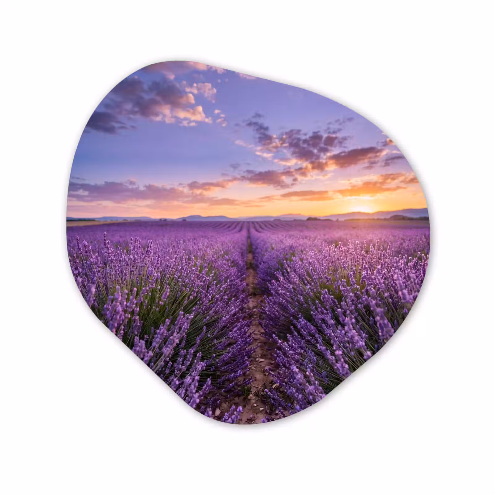 Organisch schilderij - Forex - Lavendel - Veld - Natuur - Paars — 1