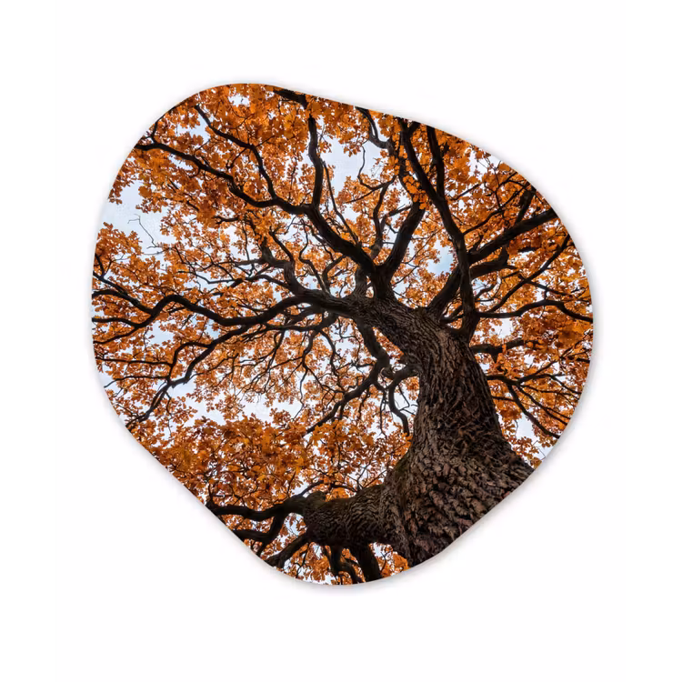 Organisch schilderij - Forex - Boom - Bladerdak - Herfst - Oranje - Sfeervol — 1