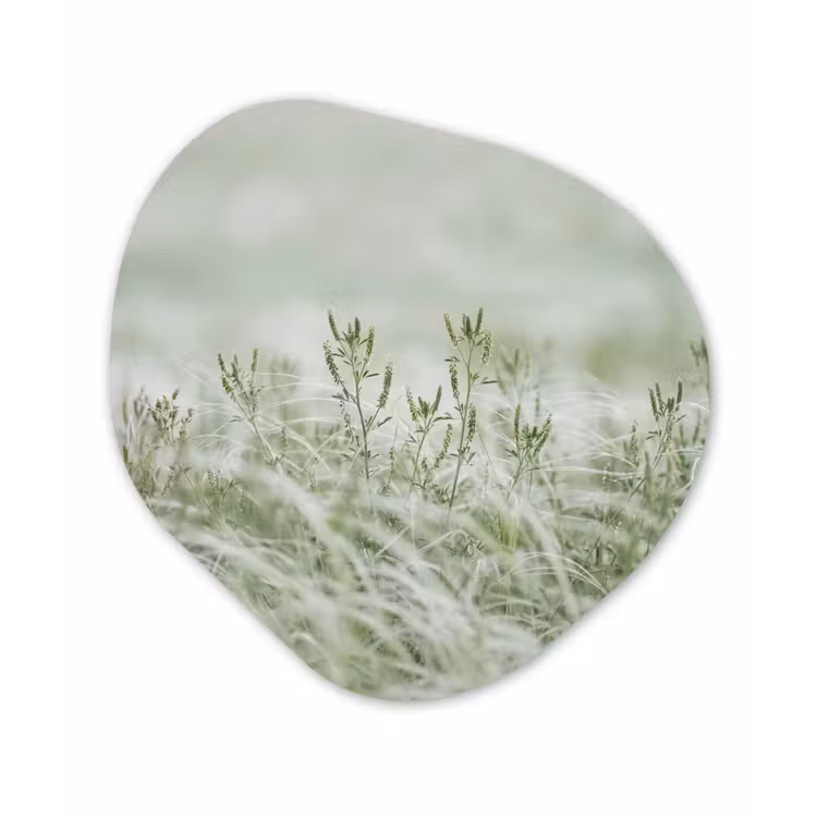 Organisch schilderij - Forex - Grassen - Minimalistisch - Groen — 1