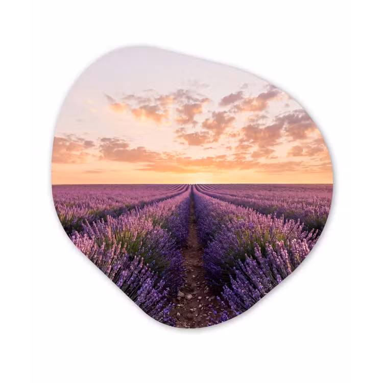 Organisch schilderij - Forex - Landschap - Lavendelveld - Paars — 1