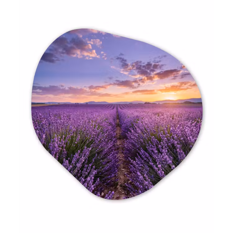 Organisch schilderij - Forex - Lavendel - Veld - Natuur - Paars — 1