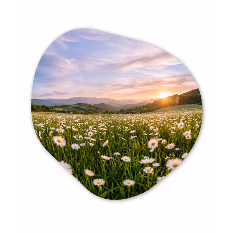 Organisch schilderij - Forex - Madelief - Veld - Heuvels - Groen — 1