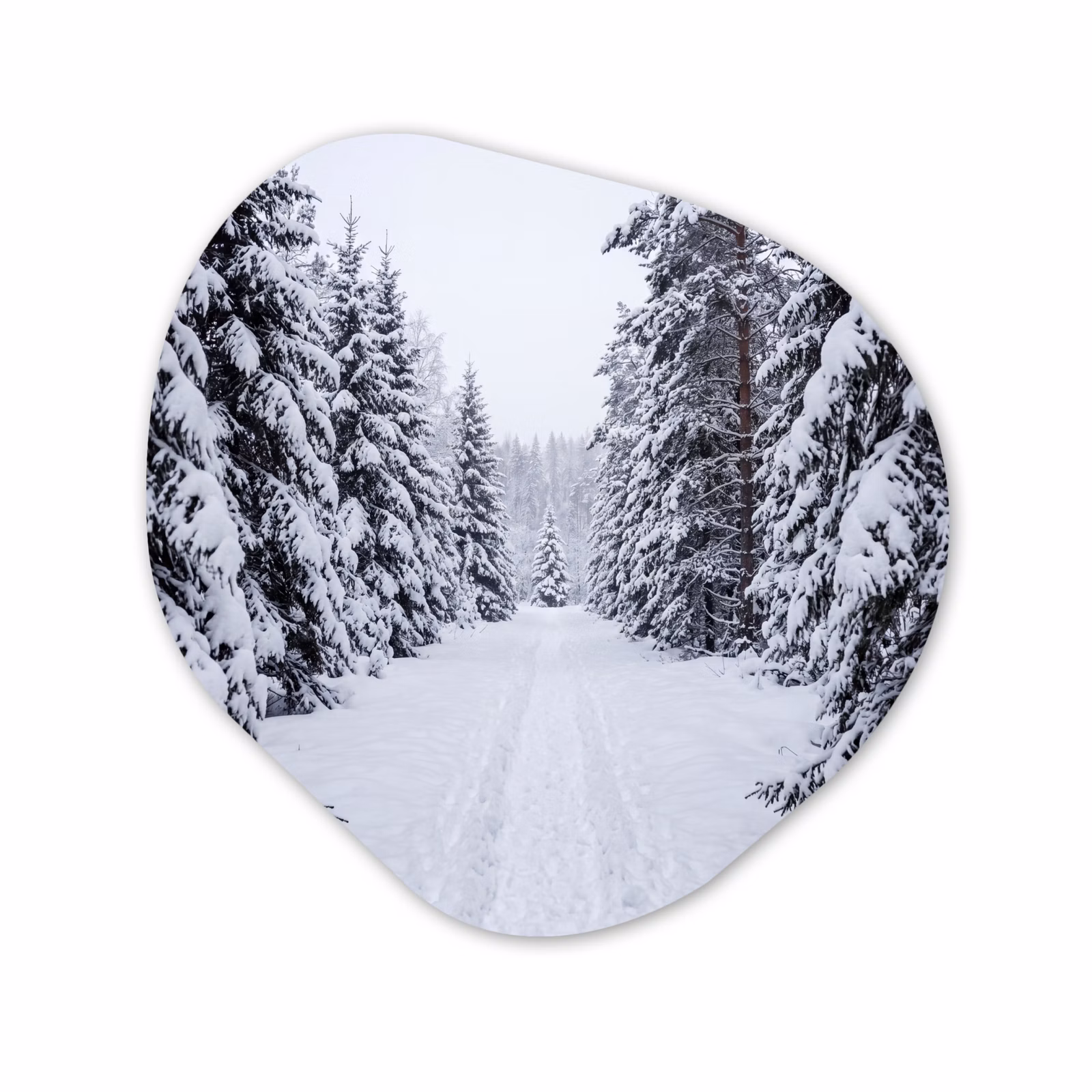 Organisch schilderij - Forex - Bos - Winter - Sneeuw - Pad - Natuur — 1