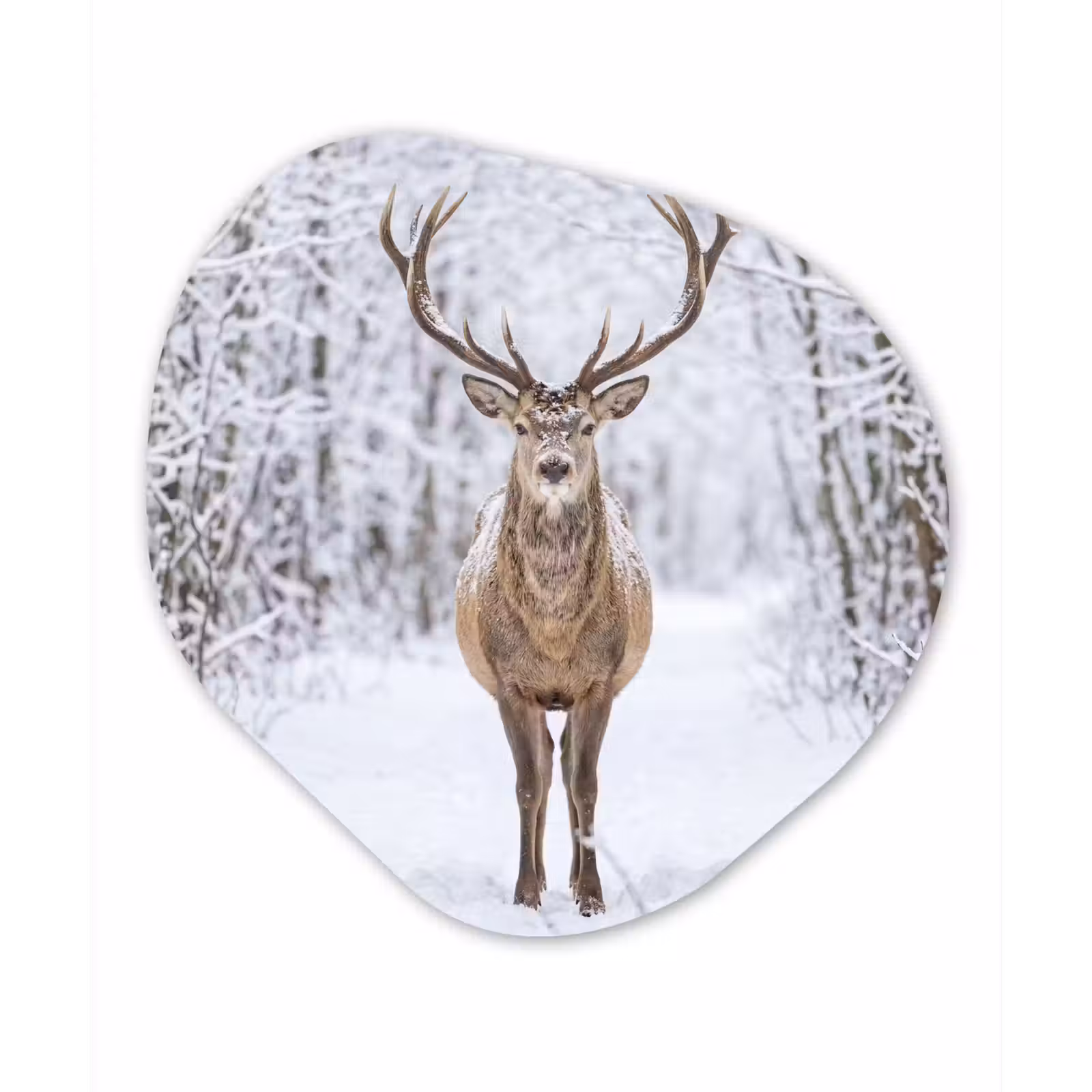 Organisch schilderij - Forex - Hert - Winter - Bos - Natuur - Wit — 1