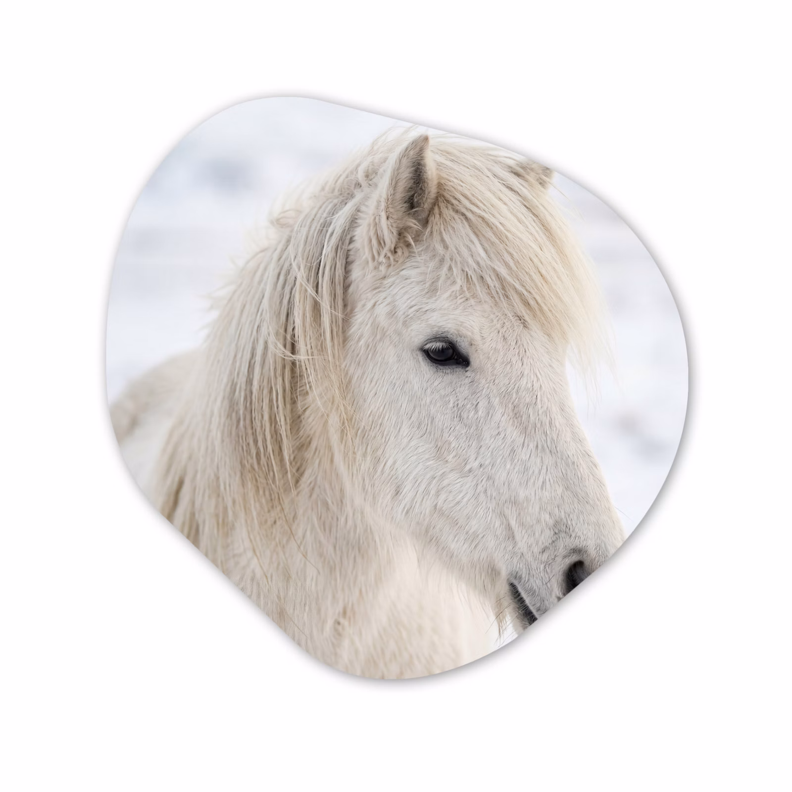 Organisch schilderij - Forex - Paard - Kop - Winter - Dieren - Wit — 1