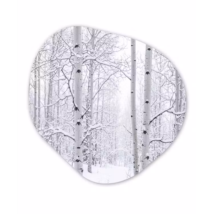 Organisch schilderij - Forex - Berkenbomen - Sneeuw - Winter - Bos - Wit — 1