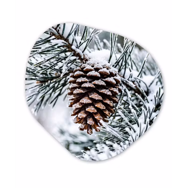 Organisch schilderij - Forex - Dennenappel - Tak - Sneeuw - Winter - Sfeervol — 1