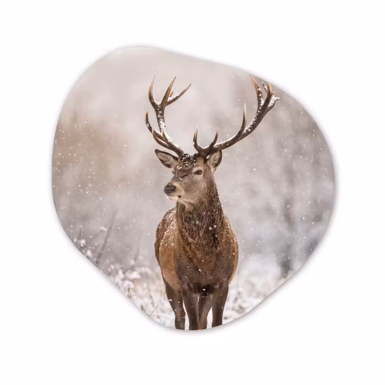 Organisch schilderij - Forex - Edelhert - Bos - Sneeuw - Winter - Majestueus — 1
