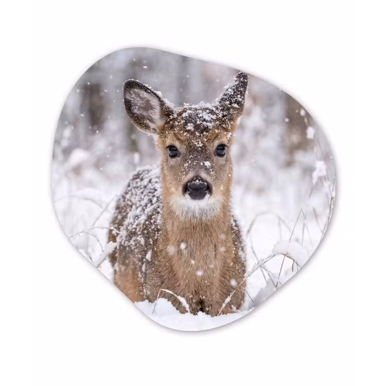 Organisch schilderij - Forex - Hert - Sneeuw - Bos - Dieren - Vertederend — 1
